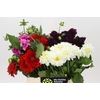 Dahlia Gemengd in fust