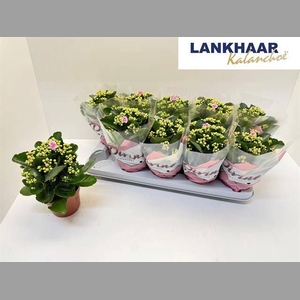 KAL GE PERFECTA PINK