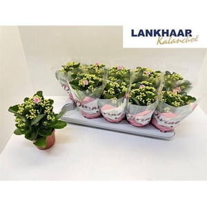 KAL GE PERFECTA PINK