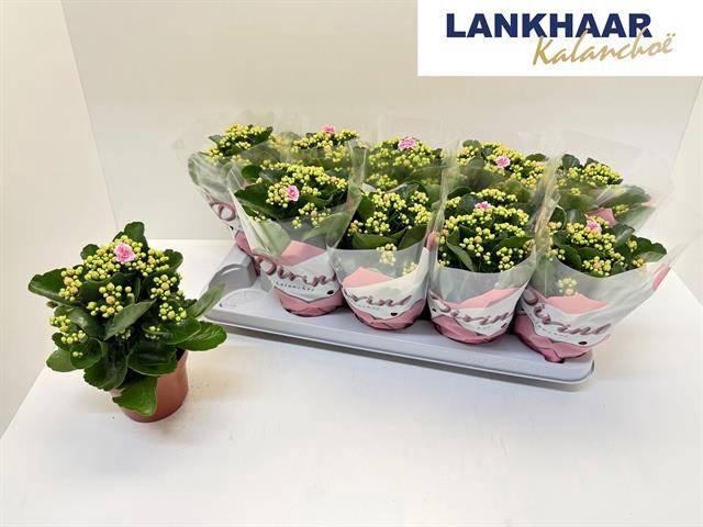 <h4>KAL GE PERFECTA PINK</h4>