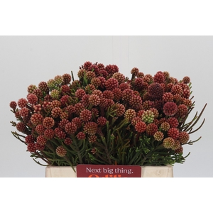 Kaaps Groen Brunia Fraga (Clusterstar Raspberry)