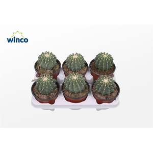 Ferocactus Glaucescends Inermis