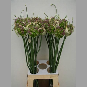 Allium Green Drops
