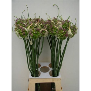 Allium Green Drops