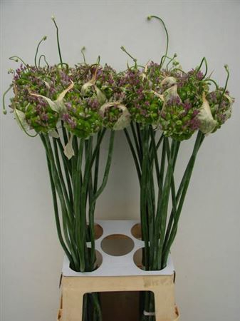 <h4>Allium Green Drops 75</h4>