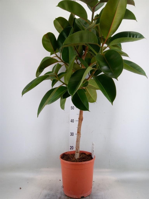 <h4>Ficus   ...</h4>