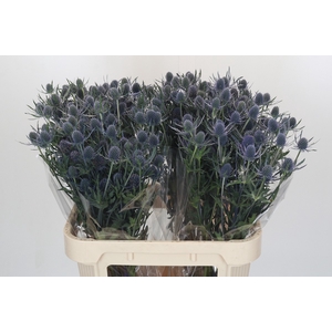 Eryngium Blue Dynamite