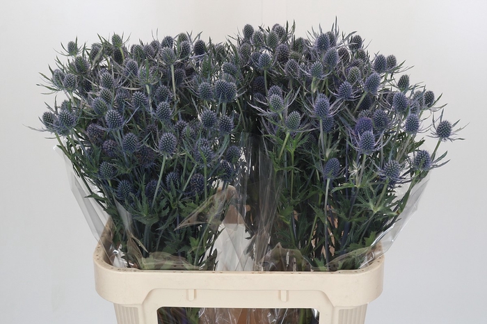<h4>Eryngium Blue Dynamite</h4>