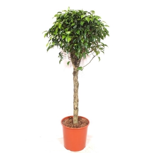 Ficus Danielle