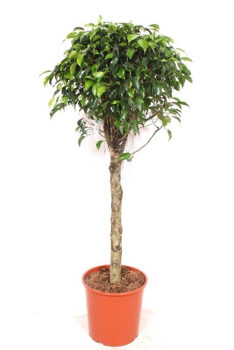 <h4>Ficus Danielle</h4>