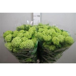 Viburnum Roseum St 4+