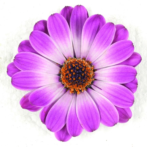 <h4>OSTEOSPERMUM ECKLONIS P11 DALINA ROSE-WHITE</h4>