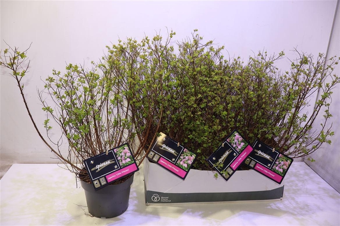 <h4>Spi Jap Little Princ</h4>