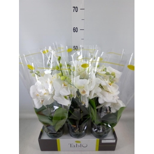 Phalaenopsis   ...white