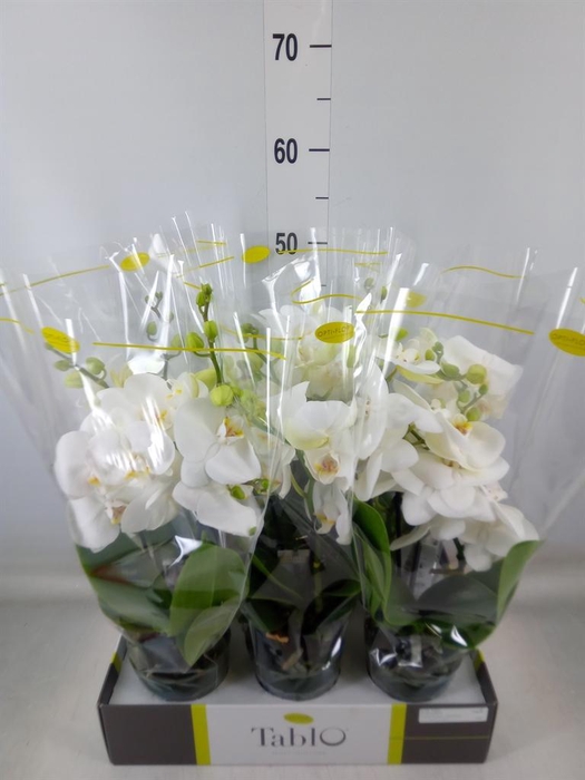 <h4>Phalaenopsis   ...white</h4>