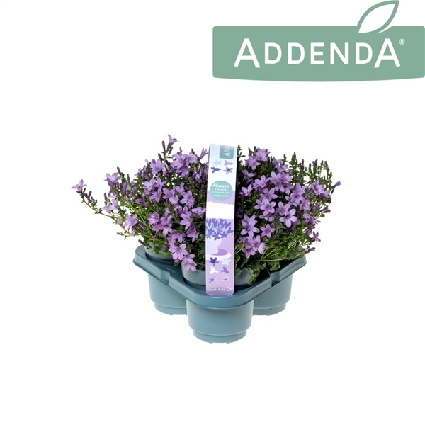 <h4>Campanula Ambella Pink 3-Pack</h4>