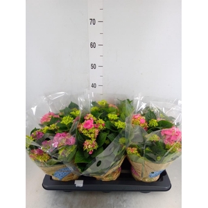 Hydrangea mac. 'Early Rosa'