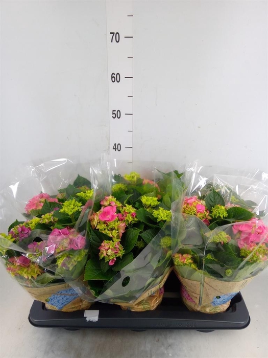 <h4>Hydrangea mac. 'Early Rosa'</h4>