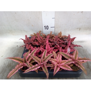 Cryptanthus   ...mix