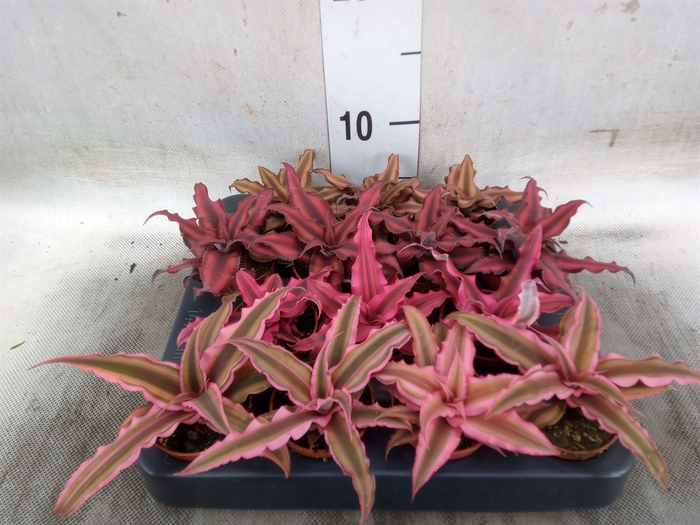 <h4>Cryptanthus   ...mix</h4>