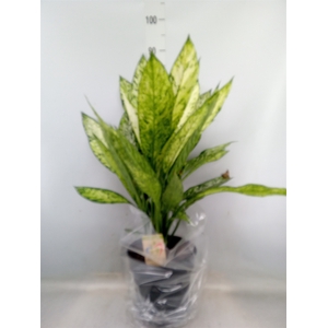 Dieffenbachia  'Vesuvius'