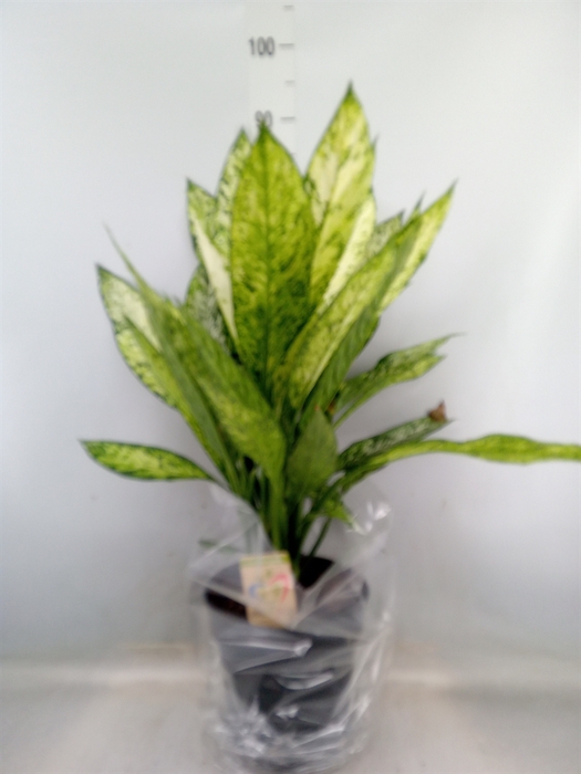 <h4>Dieffenbachia  'Vesuvius'</h4>