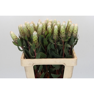 Protea Ayoba Little Lady White