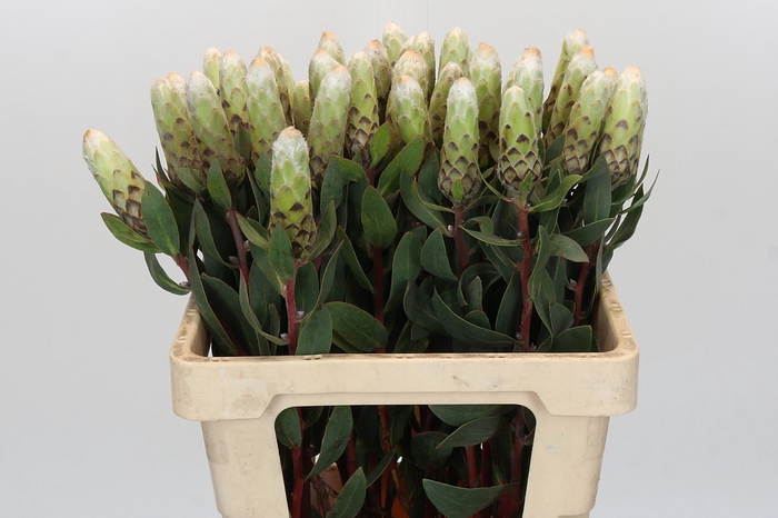 <h4>Protea Ayoba Little Lady White</h4>