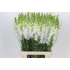 Antirrhinum Potomac Early White