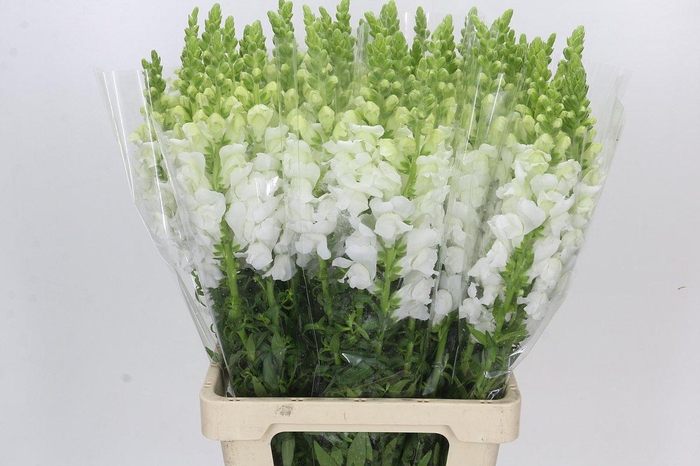 <h4>Antirrhinum Potomac Early White</h4>