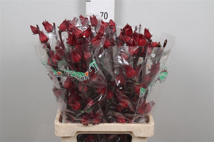 <h4>Hibis Tr Eden Red</h4>