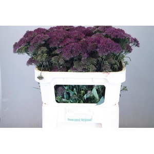 TRACHELIUM PURPLE LAKE MICHIGAN TRA