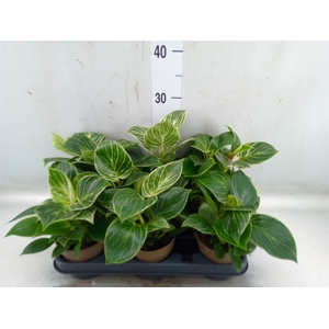 Philodendron   ...