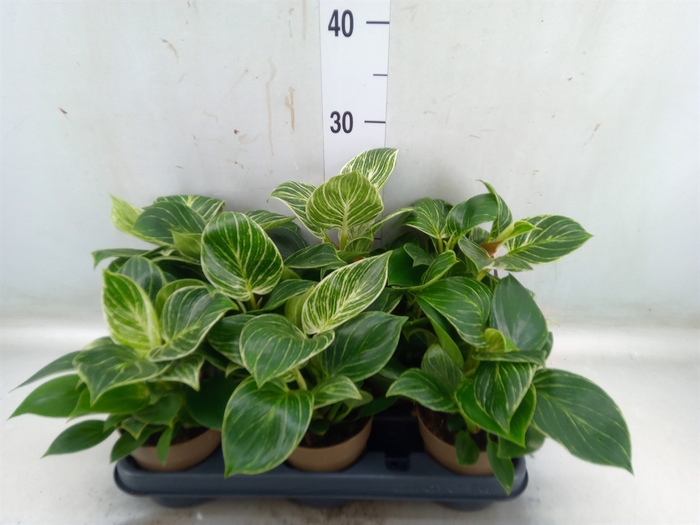 <h4>Philodendron   ...</h4>