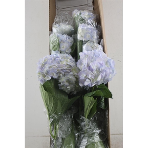 Hydr. M Box Vervain 60-17