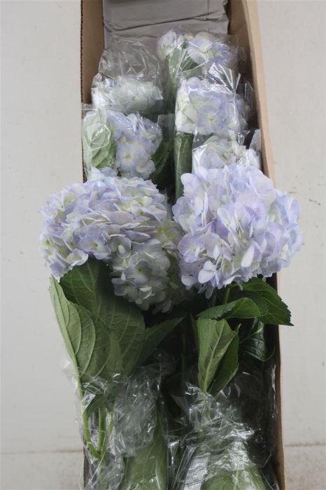 <h4>Hydr. M Box Vervain 60-17</h4>