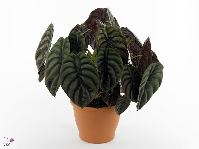 Alocasia cuprea 'Red Secret'