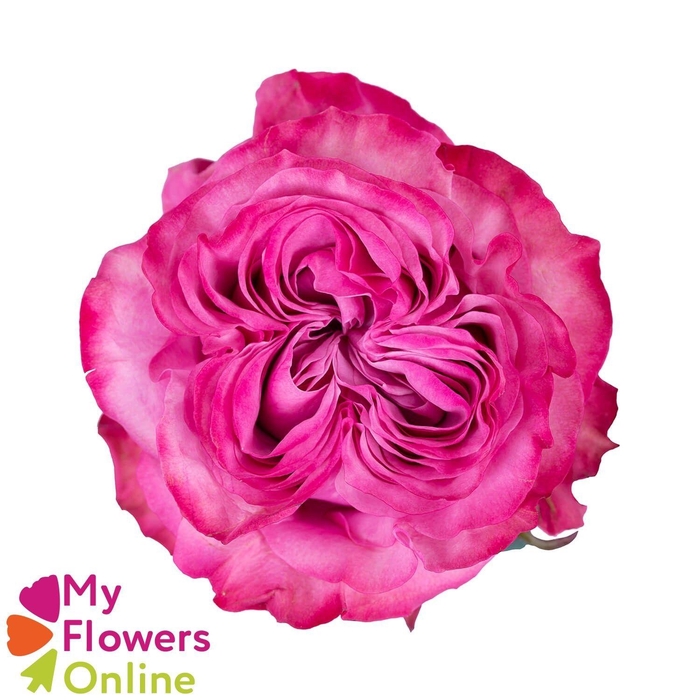 <h4>R Gr Country Blues Pink 50cm EC</h4>