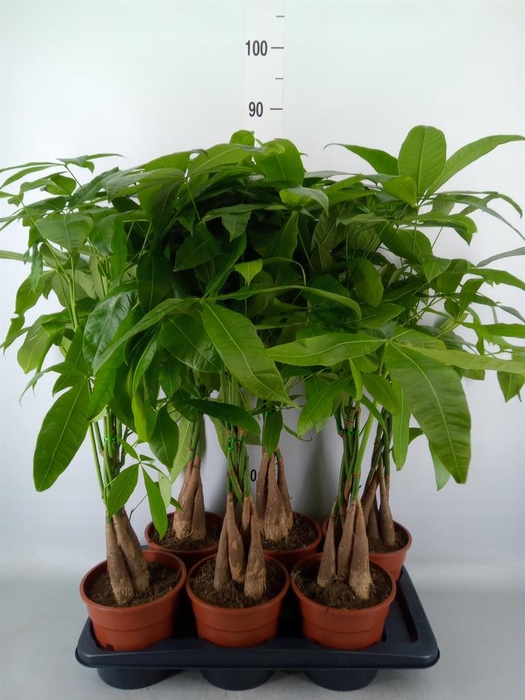 <h4>Pachira aquatica</h4>