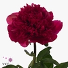 PAEO M HAPPY RETURNS ANGEBOT