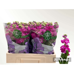 MATTH AIDA DEEP ROSE