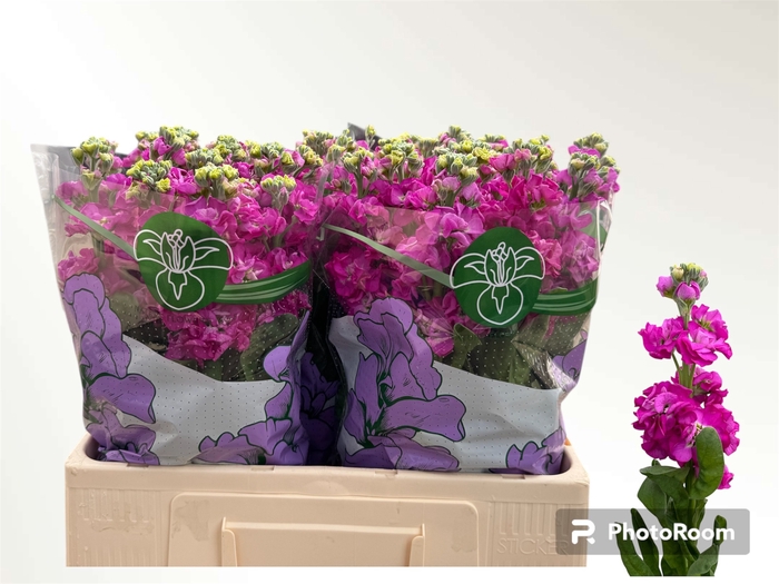 <h4>MATTH AIDA DEEP ROSE</h4>