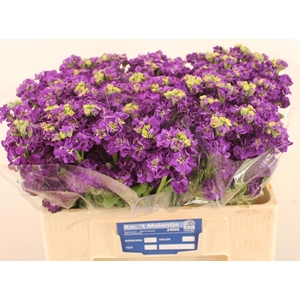 MATTH IMPALA PURPLE