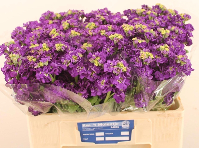 <h4>MATTH IMPALA PURPLE</h4>