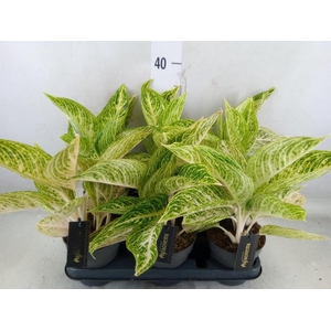 Aglaonema   ...