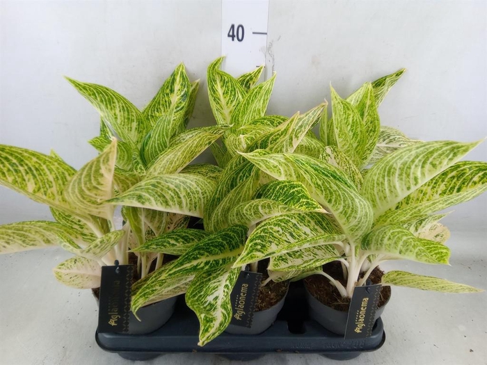 <h4>Aglaonema   ...</h4>