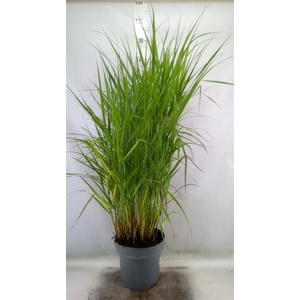 Panicum virgatum 'Warrior'