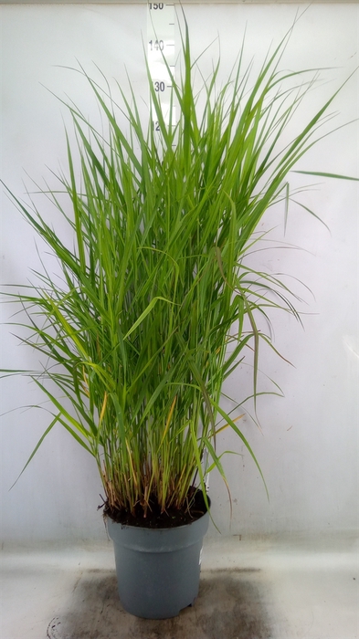 <h4>Panicum virgatum 'Warrior'</h4>