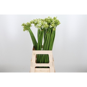 Ornithogalum Saundersiae