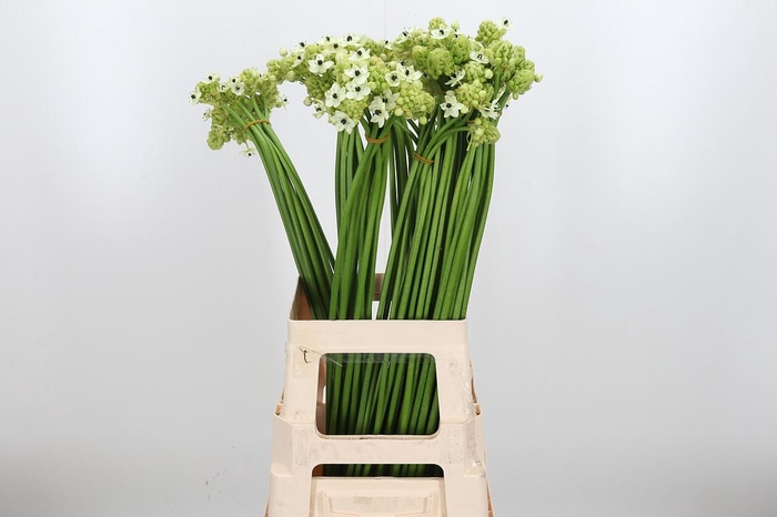 <h4>Ornithogalum Saundersiae</h4>